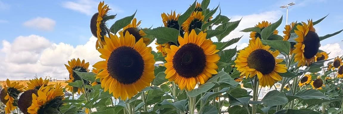 Michɘllǝ ༘⋆⭑⋆｡ᝰ.ᐟ banner