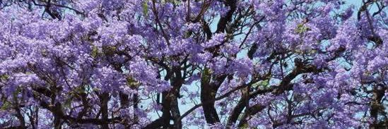 Itzel Ortiz Z banner