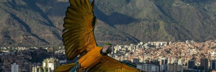 GijPol's profile banner image