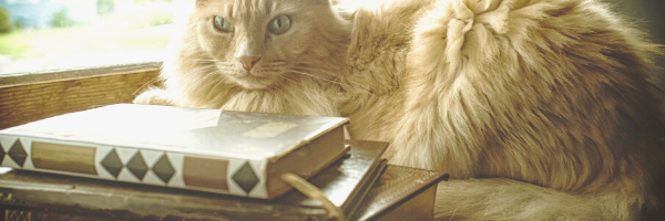 Cozy Cat Press banner