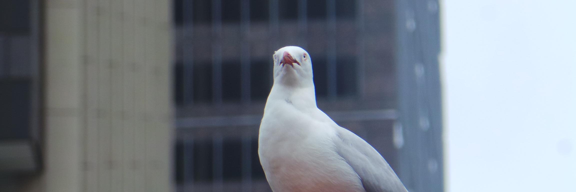 Fvaco's profile banner image