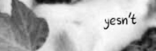 katze ♡ banner