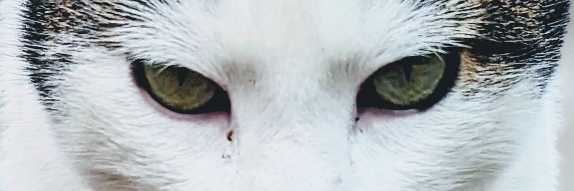 P4rley's profile banner image