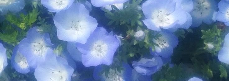 ryoga_aniota's profile banner image