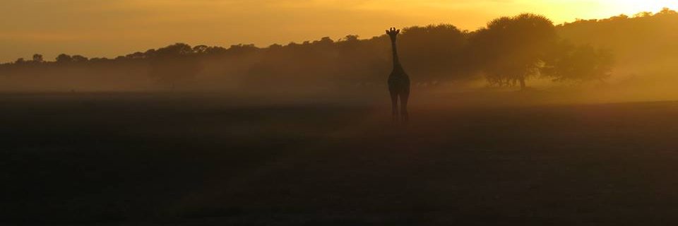 Britt Drogemoller 🇿🇦🇨🇦 banner