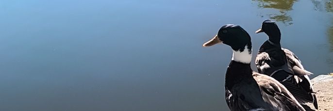 Edu G banner
