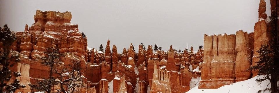 Alison Steiber banner