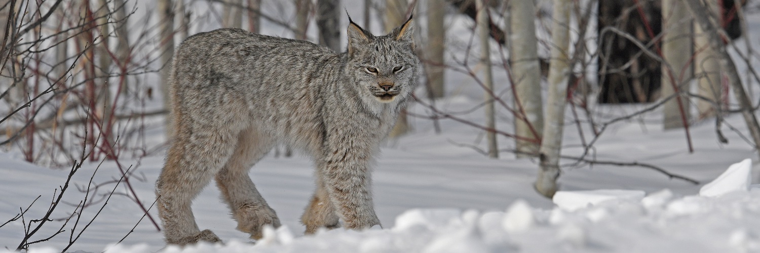 Chris Townend banner