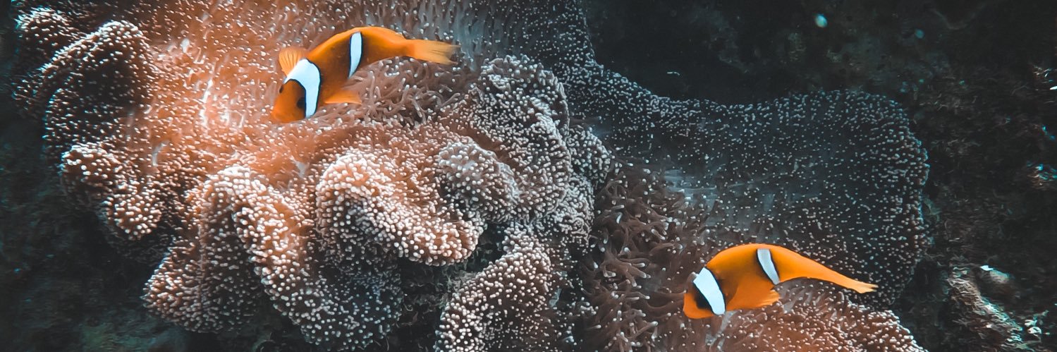 MAljaroof's profile banner image