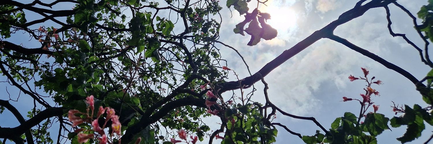 Harriet Cornwell banner