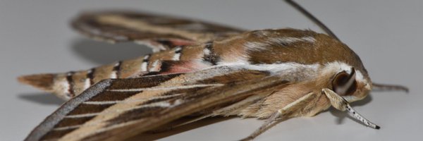 ej_cornelius Profile Banner