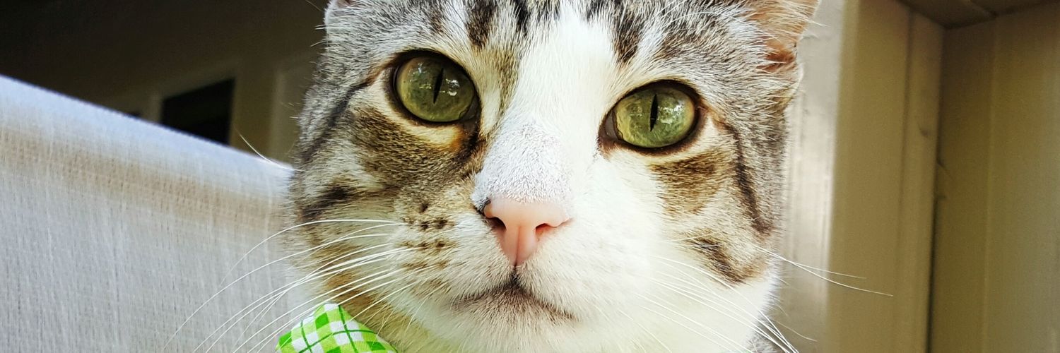 pecanthenut's profile banner image