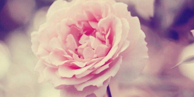 beverlyg416's profile banner image