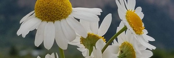 _BrookeRene Profile Banner