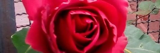 elizabeth_4's profile banner image