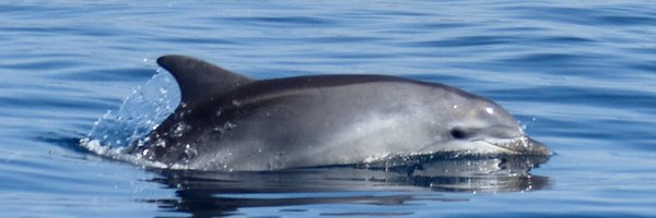 AylisEmerit Profile Banner