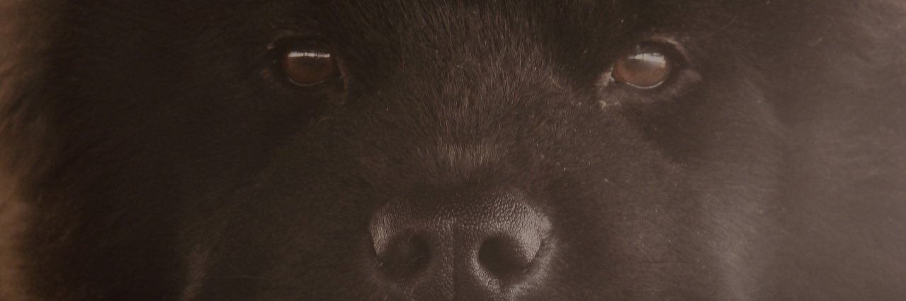 Sofiogresta's profile banner image