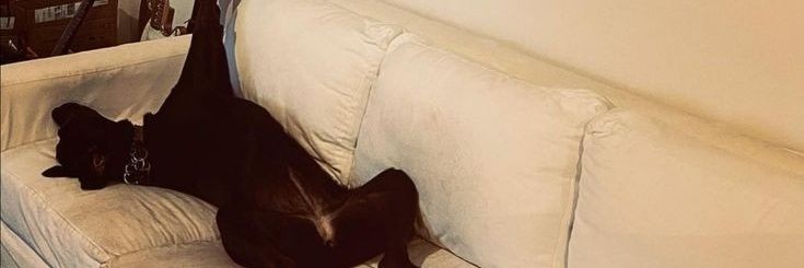 willowfelton22's profile banner image