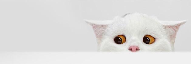 elishaaille's profile banner image