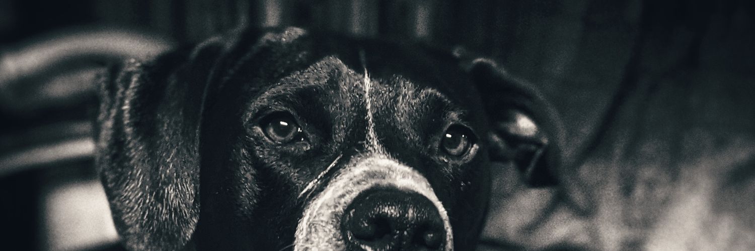 Rat_Dot_Exe's profile banner image