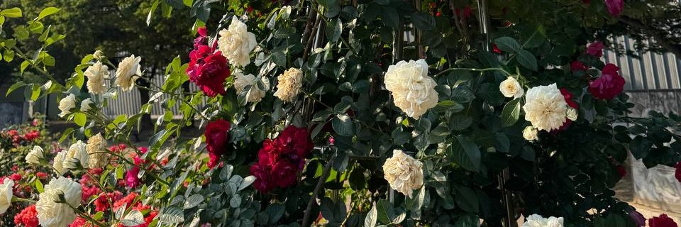 EllenPulsenux's profile banner image