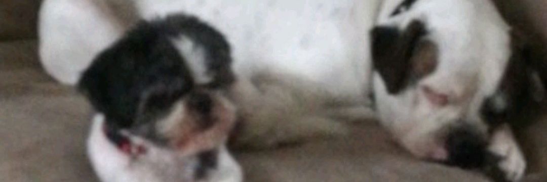 Ronnie Beaver banner