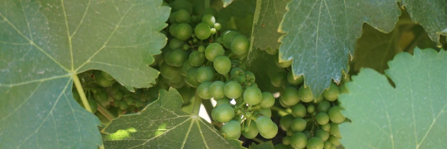 Lihsin Liu 劉立欣 banner