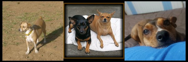 periticocr Profile Banner