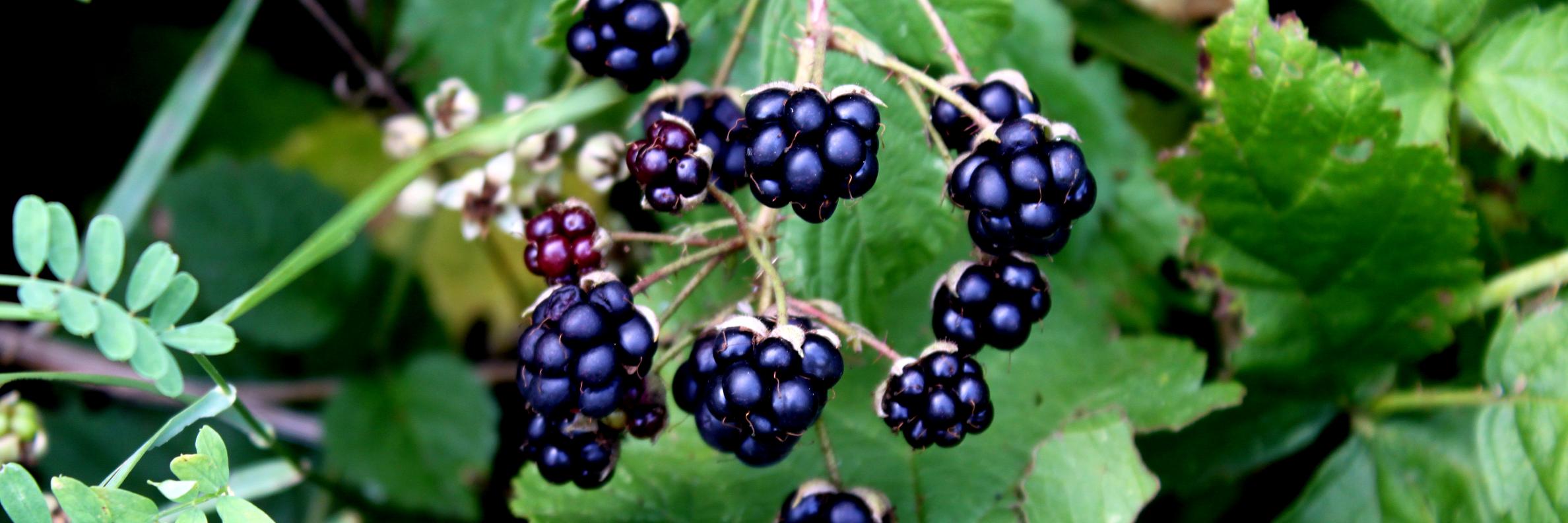 lapermaculture's profile banner image