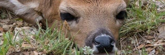 softiedh's profile banner image