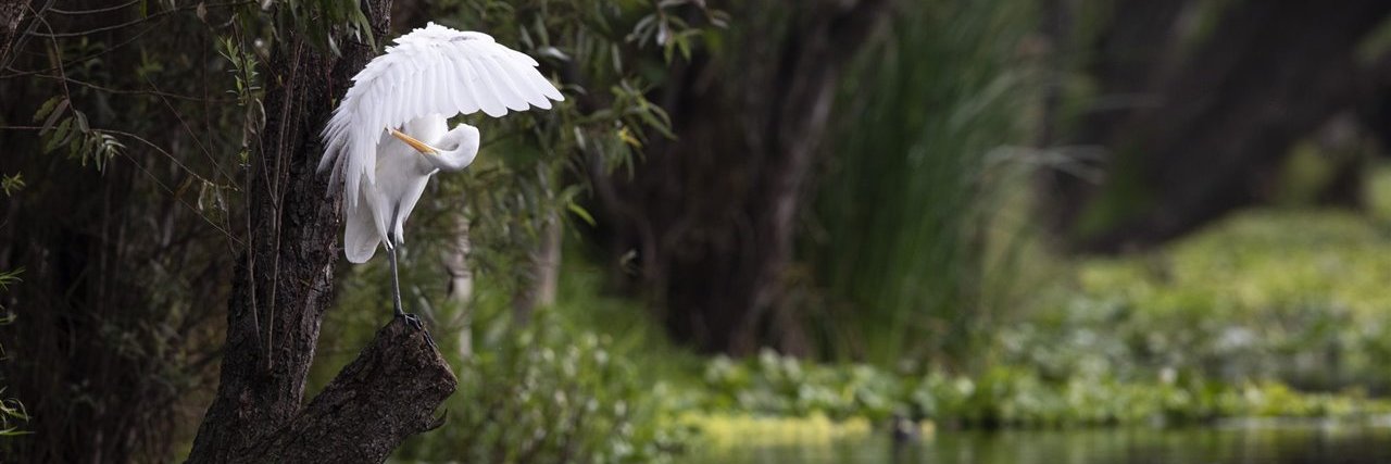 Lordstradamus banner