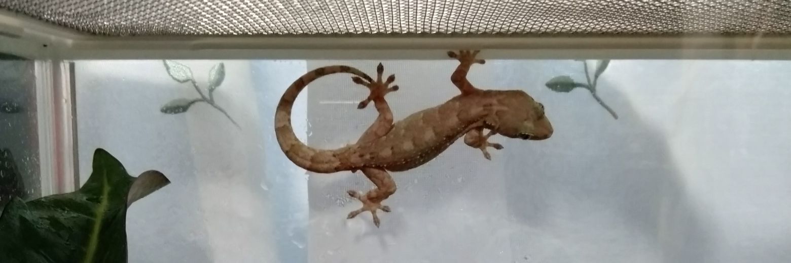 ひるね🦎 banner