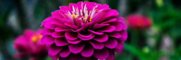 RVSaffron Profile Banner