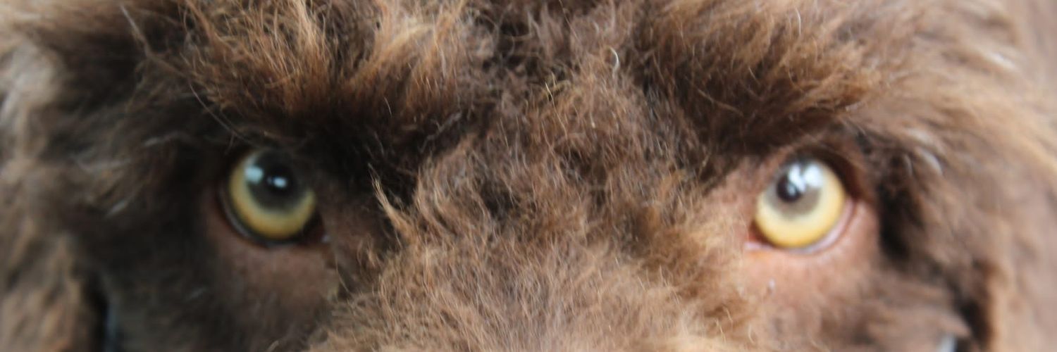 LoloAlz96's profile banner image