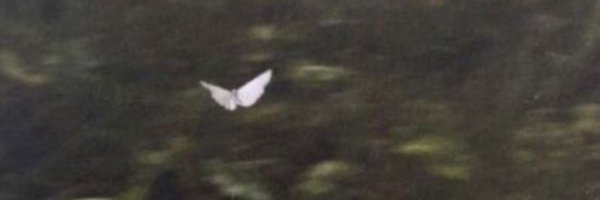 _r3bb2t_'s profile banner image