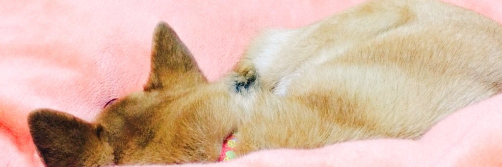 eeeetuko's profile banner image