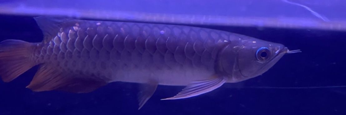 古代魚大好きな人 banner