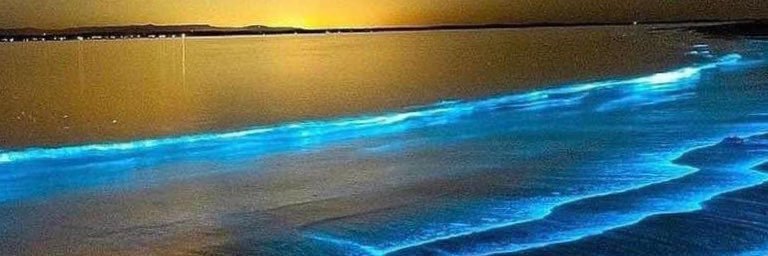 Shawna Waldren banner