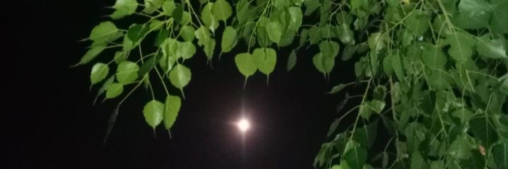 Saharmaqsood4's profile banner image
