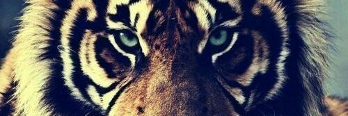Rebeca_Fierro's profile banner image