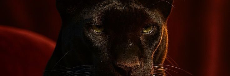 Altayizm_1's profile banner image