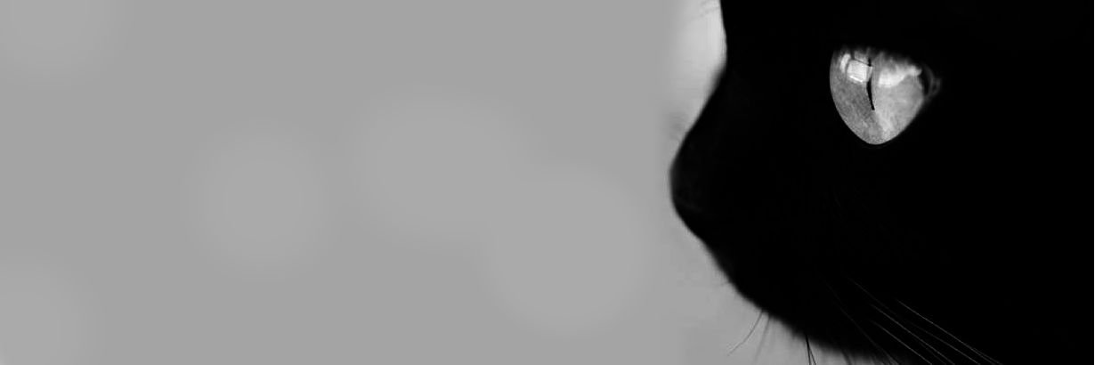 Robson_Dolce's profile banner image