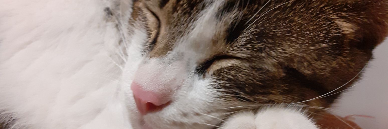 MendezViicky's profile banner image