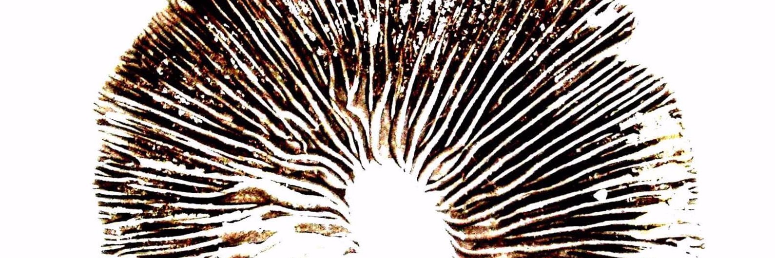 •Barry• banner