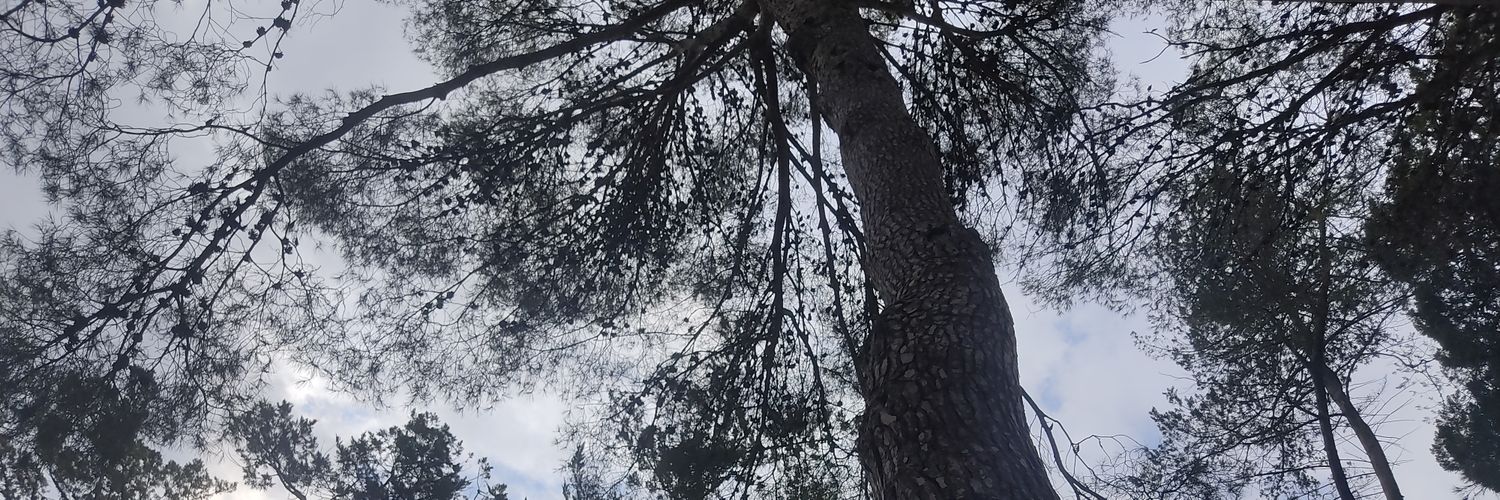 albafeixass banner