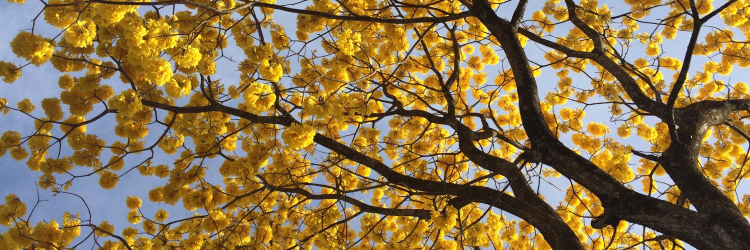 María Elena P banner