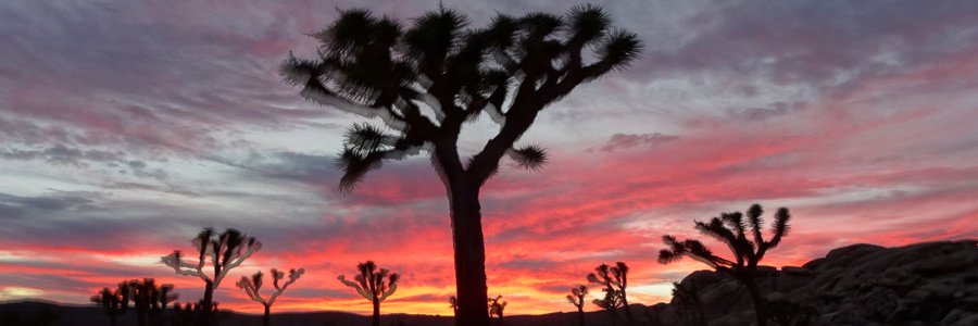 potatofish77's profile banner image