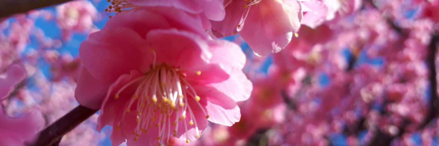 jimimai's profile banner image