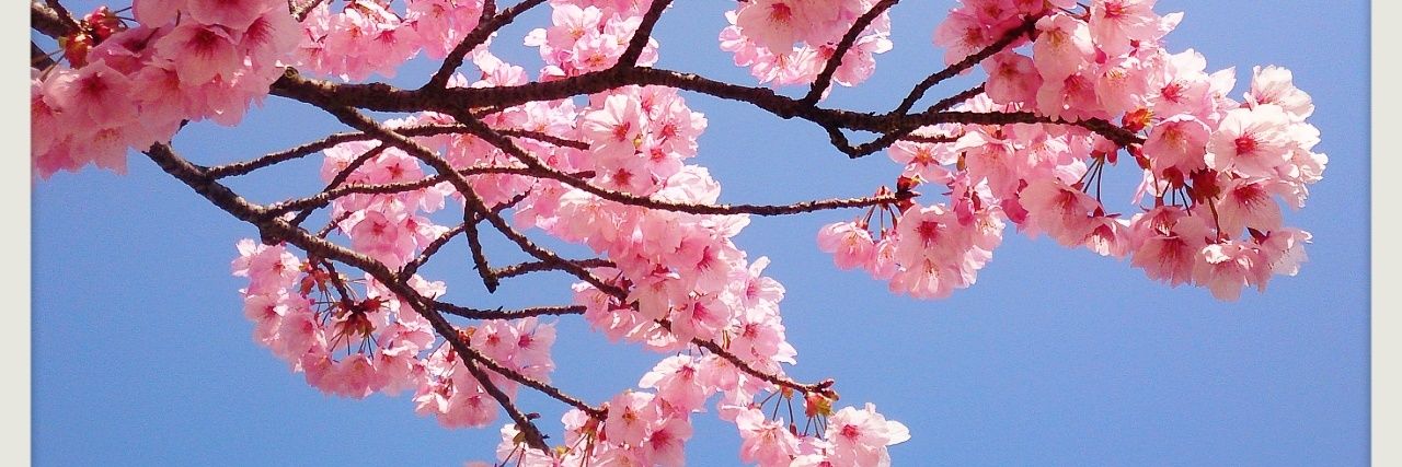 さちてる✪ banner