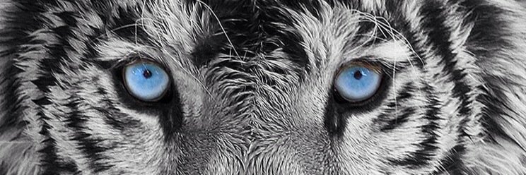 dessywayne's profile banner image